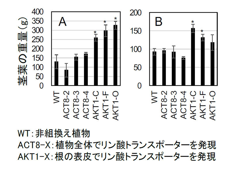 植物の栄養素「リン酸」の吸収・利用効率を高める新手法を開発 -- 肥料を低減した持続可能な農業などへ応用に期待 -- 東京工科大学応用生物学部