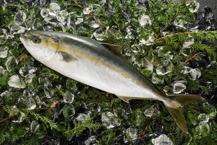 漁業の持続可能な発展・養殖水産物の普及に貢献　近大生まれの「ブリ」と「ヒラマサ」を「おいしいとこ取り」したハイブリッド魚！　大手回転寿司初！「ブリヒラ」　-- 11月3日（水）から全国のくら寿司で期間・数量限定販売 --
