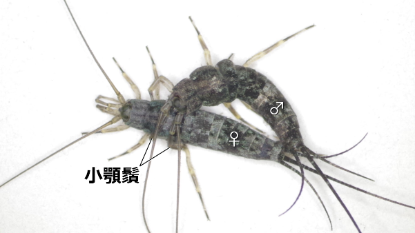 【名城大学】原始的な昆虫、イシノミ目で