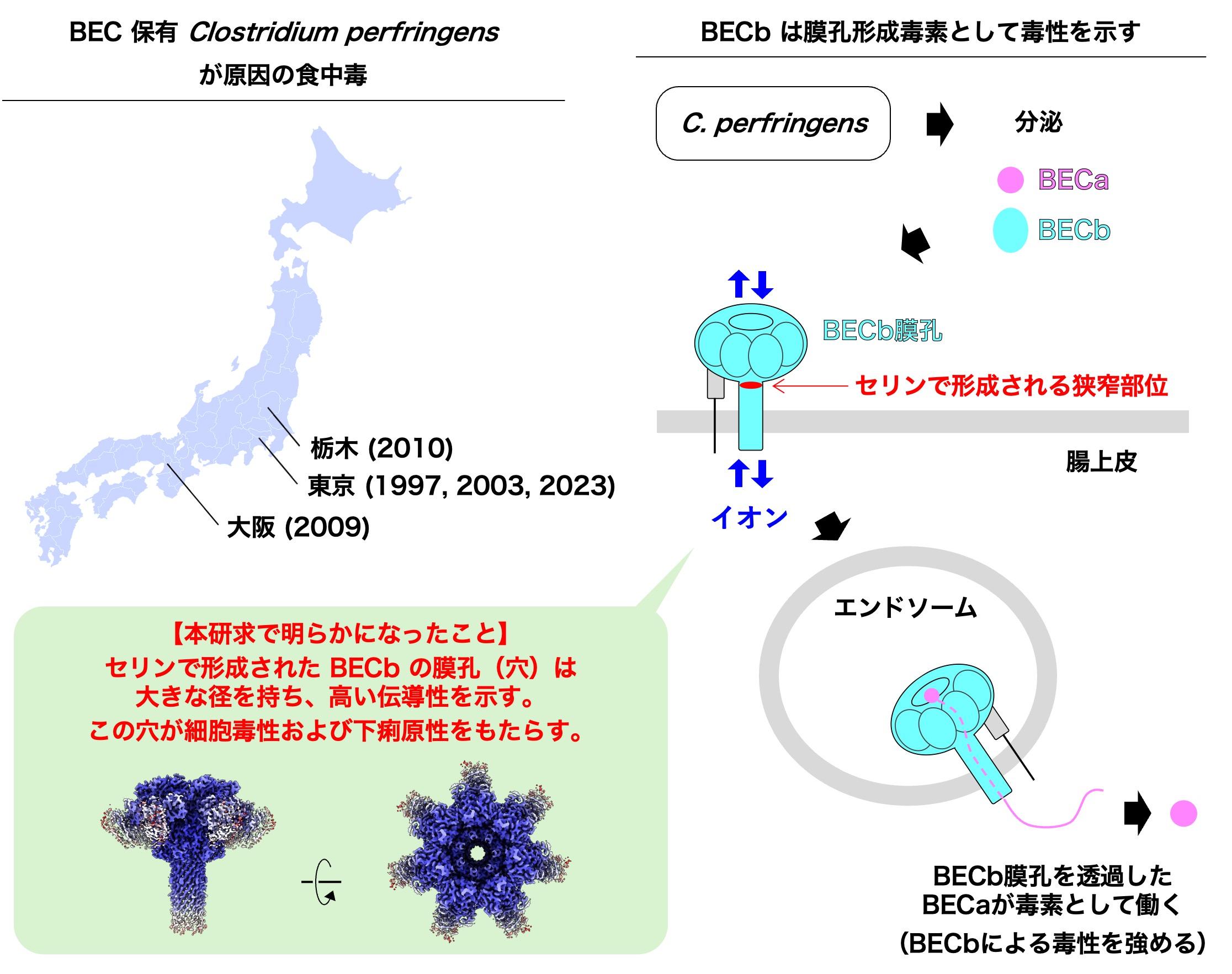 食中毒の原因毒素BECb (CPILEb) はなぜ毒素となりえるのかその理由を解明