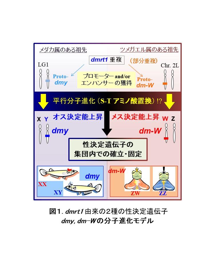 独立に誕生した2系統（メダカとツメガエル）の性決定遺伝子に共通の平行分子進化を発見！ -- 北里大学