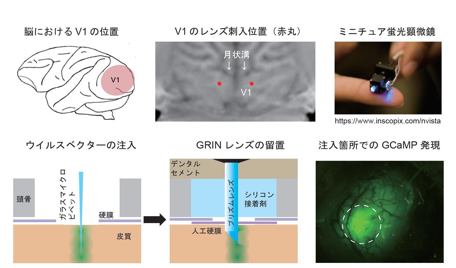 【玉川大学脳科学研究所 研究成果】ニホンザルの視覚野から多数の神経細胞のイメージングに成功！ -- 微小内視鏡カルシウムイメージング法を用いた先進的な成果 -- 科学雑誌''Scientific Reports''に論文を発表