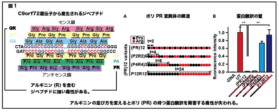 東京医科大学分子病理学分野黒田雅彦主任教授・金蔵孝介講師らの共同研究グループが、「筋萎縮性側索硬化症(ALS)原因蛋白の毒性メカニズムを解明 ～ALSに対する治療法開発への応用に期待～」