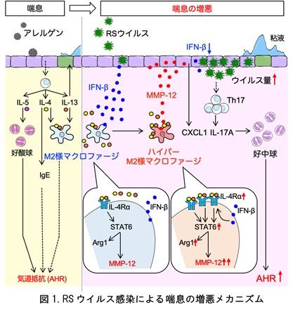 東京医科大学微生物学分野の柴田岳彦准教授の研究チームが RSウイルス感染が喘息を増悪させるメカニズムを発見 -- ハイパーM2様マクロファージが高発現するMMP-12を 標的とした新規治療薬の開発へ --
