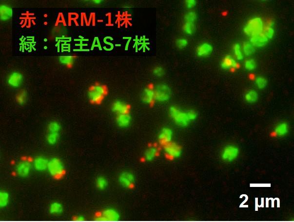 【創価大学】DPANN群に属する難培養性アーキアの培養に成功。寄生性アーキアの新しい生理生態を発見