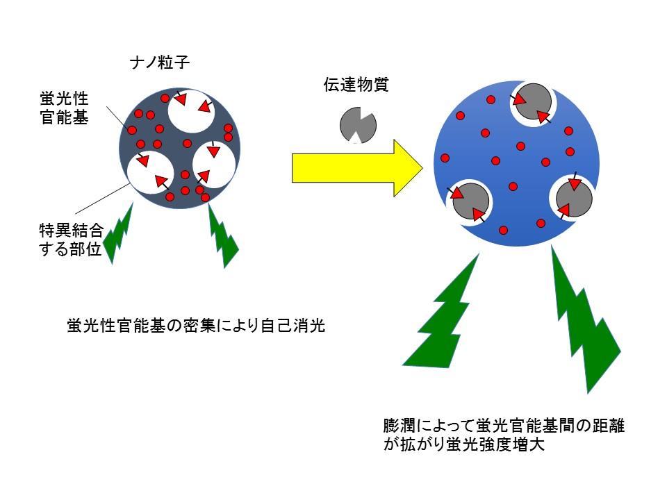 プラスチックのナノ粒子で神経伝達物質の動きを可視化する技術を開発～生きた神経細胞をリアルタイムで観察可能に～芝浦工業大学