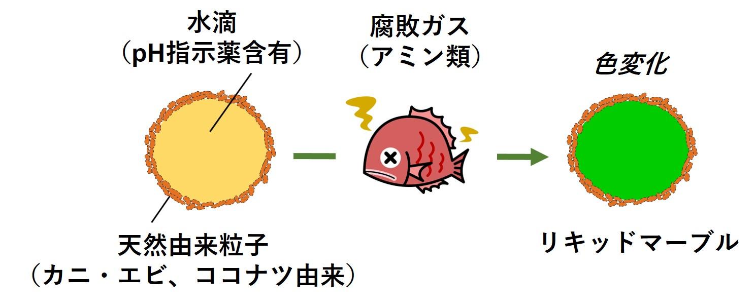 肉や魚の腐敗を色で知らせる液滴開発　カニ、エビ、ココナツ由来の天然成分を使用--大阪工業大学 