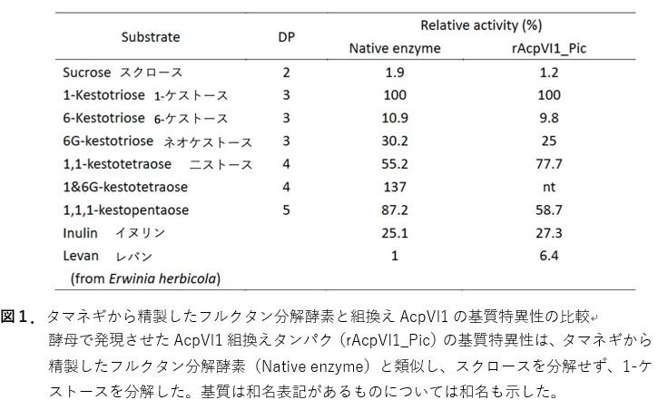 ［北海道大学、弘前大学、酪農学園大学］タマネギの糖質分解に関わる新規酵素遺伝子を同定 -- タマネギの生産性向上や機能性タマネギの育成への貢献に期待