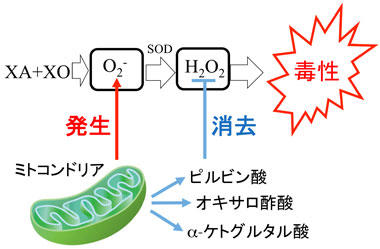 有機酸が活性酸素からミトコンドリアを保護する仕組みを解明 アンチエイジング研究への応用に期待 -- 東京工科大学応用生物学部