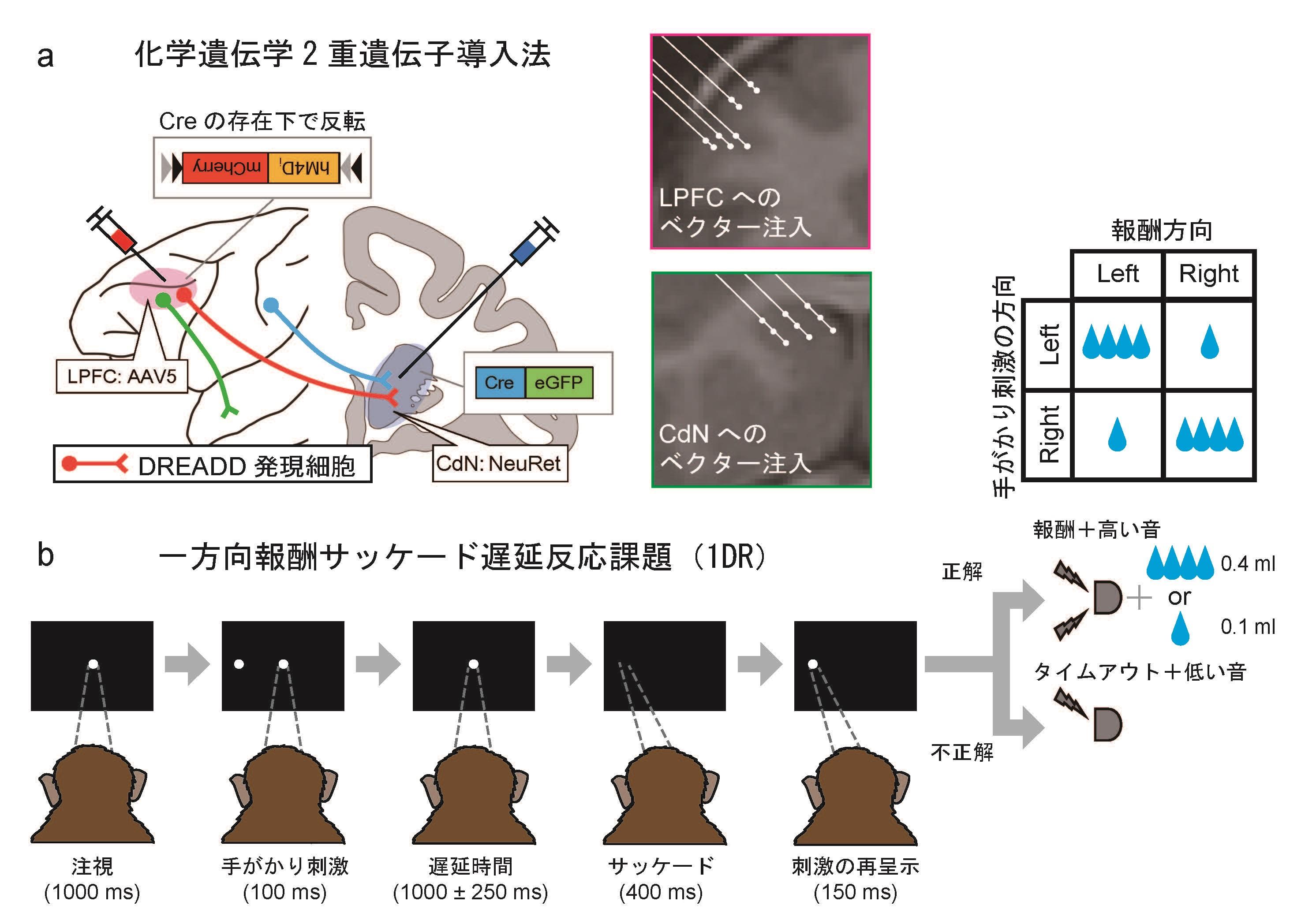 【玉川大学脳科学研究所 研究成果】「我慢」を担う脳内機能を因果的なレベルで特定に成功！　前頭前野-線条体経路が抑制コントロール機能を担うことを解明　-- マカクザル大脳での化学遺伝学2重遺伝子導入法を用いた実証的成果 --