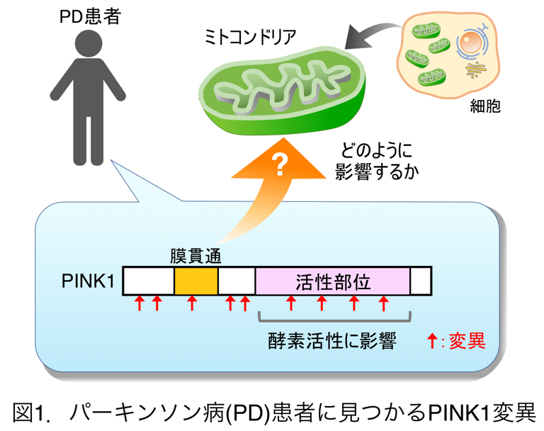 「若年性パーキンソン病の原因遺伝子変異の新たなメカニズムを解明」〜ミトコンドリア膜透過装置を介した障害ミトコンドリアの排斥機構〜