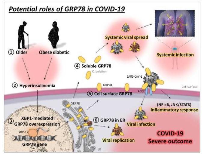 【大阪大学】新型コロナウイルスが高齢、肥満、糖尿病のヒトに危険な理由 -- 脂肪組織とGRP78の関与を提唱