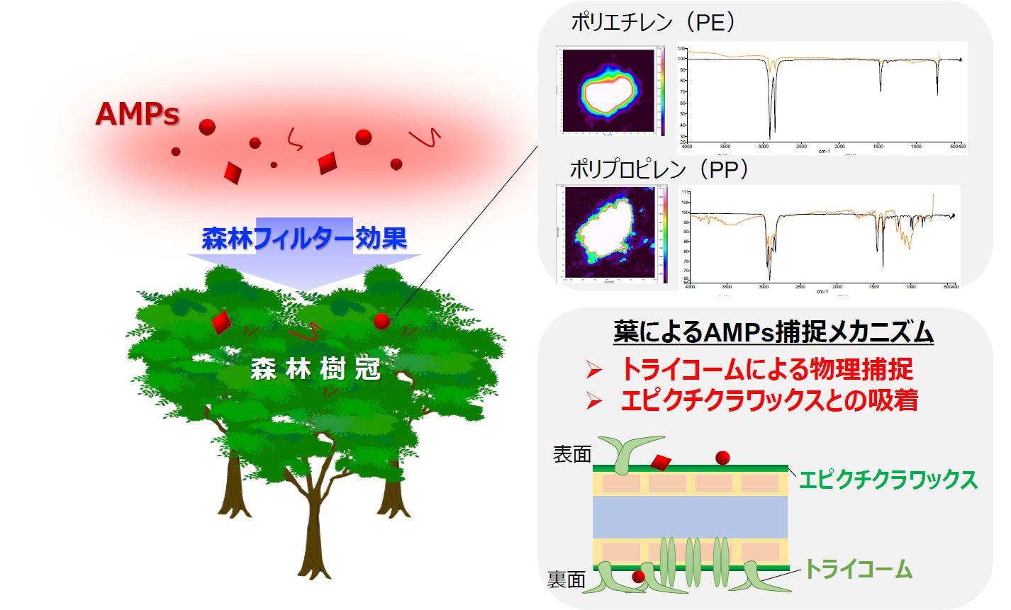 森林が大気中マイクロプラスチックを捕捉することを世界で初めて実証--ヒトによるAMPs吸入リスク低減において森林が重要であることを明らかに--