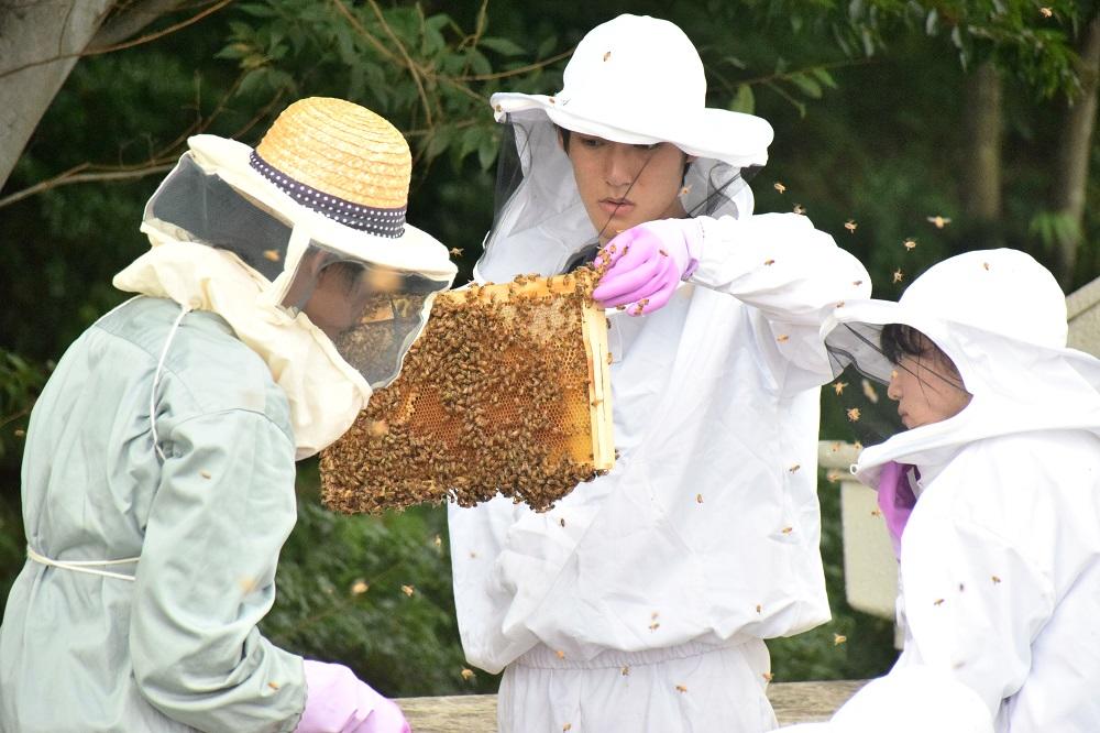 工学院大学みつばちプロジェクトが東京産ハチミツを使ったパンを企画・開発　「せいせき夏のビールまつり」で限定販売（9月15日～18日開催）