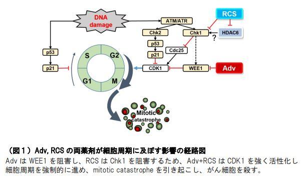 東京医科大学が「TP53変異の頭頸部癌に対するWEE1阻害薬とHDAC6阻害薬の併用療法の可能性を発見　～頭頸部癌の新たな治療薬として期待～」