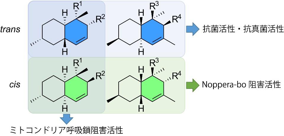 真菌の二次代謝物に新たな殺虫作用 環境に優しい昆虫制御型農薬に役立つ期待 -- 摂南大学