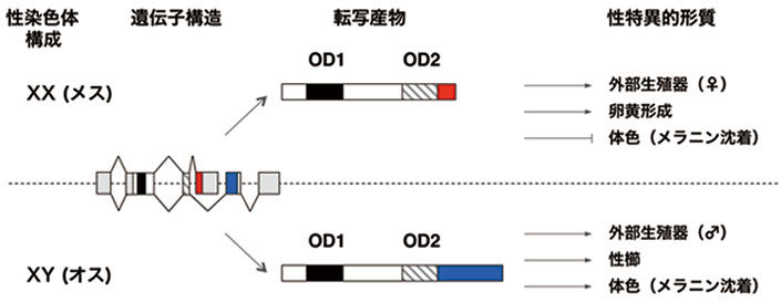 【玉川大学・富山大学・基礎生物学研究所　共同研究成果】シロアリの性決定遺伝子は特殊な進化を遂げている　～高度な社会性の進化と関係？～