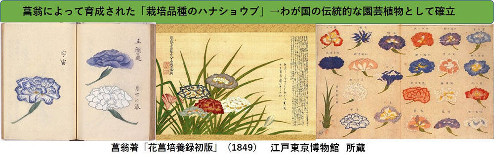 【玉川大学農学部研究成果】日本伝統の園芸植物、ハナショウブ（花菖蒲）の起源とその育成基になった野生のノハナショウブの多様性を解明　--文化財、遺伝資源としての保護活動に期待--