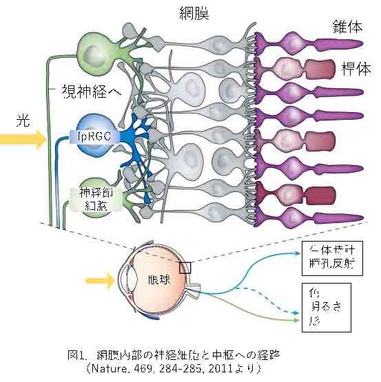 まぶしさのメカニズムを解明