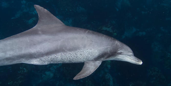 世界初！イルカに触れずに年齢を推定する方法を開発　野生ミナミハンドウイルカの生態解明と保全に繋がる研究成果