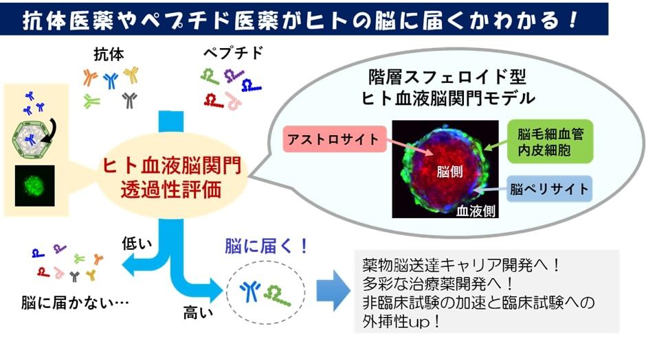 【東京薬科大学】高分子医薬品がヒト脳に届くかわかる「階層スフェロイド型ヒト血液脳関門モデル」の開発に成功 -- 中枢神経系疾患に対する抗体医薬・ペプチド医薬の開発促進へ期待 --