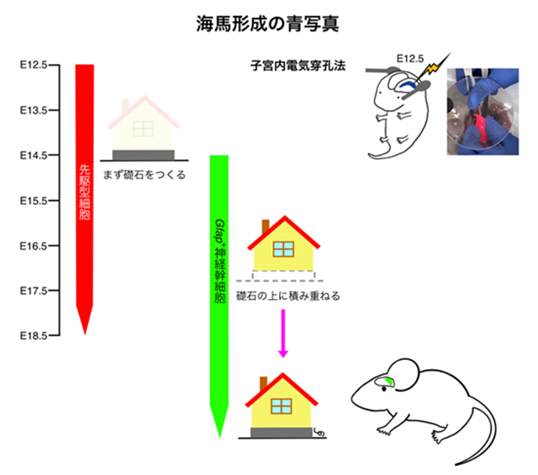 【東京医科大学】脳の記憶中枢「海馬」形成の謎を解明 〜早期に運命決定される神経前駆細胞の発見が、発達障害の理解に新たな道筋〜