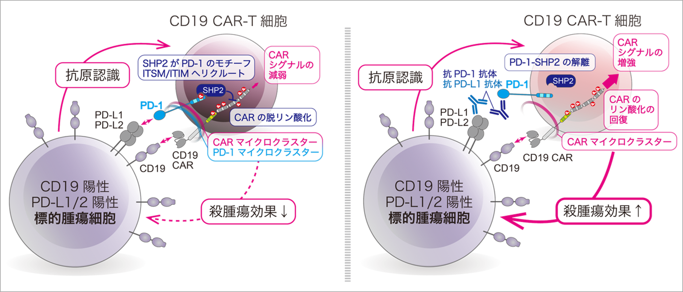 【東京医科大学】PD-1によるCAR-T細胞抑制機構を解明 〜CAR-T細胞療法の免疫チェックポイント阻害療法との併用に期待〜