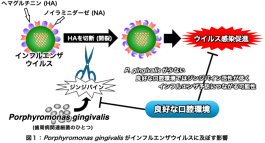 【日本大学】歯周病関連細菌がインフルエンザウイルス感染を促進させることが明らかに〜良好な口腔環境がインフルエンザ予防につながる可能性〜