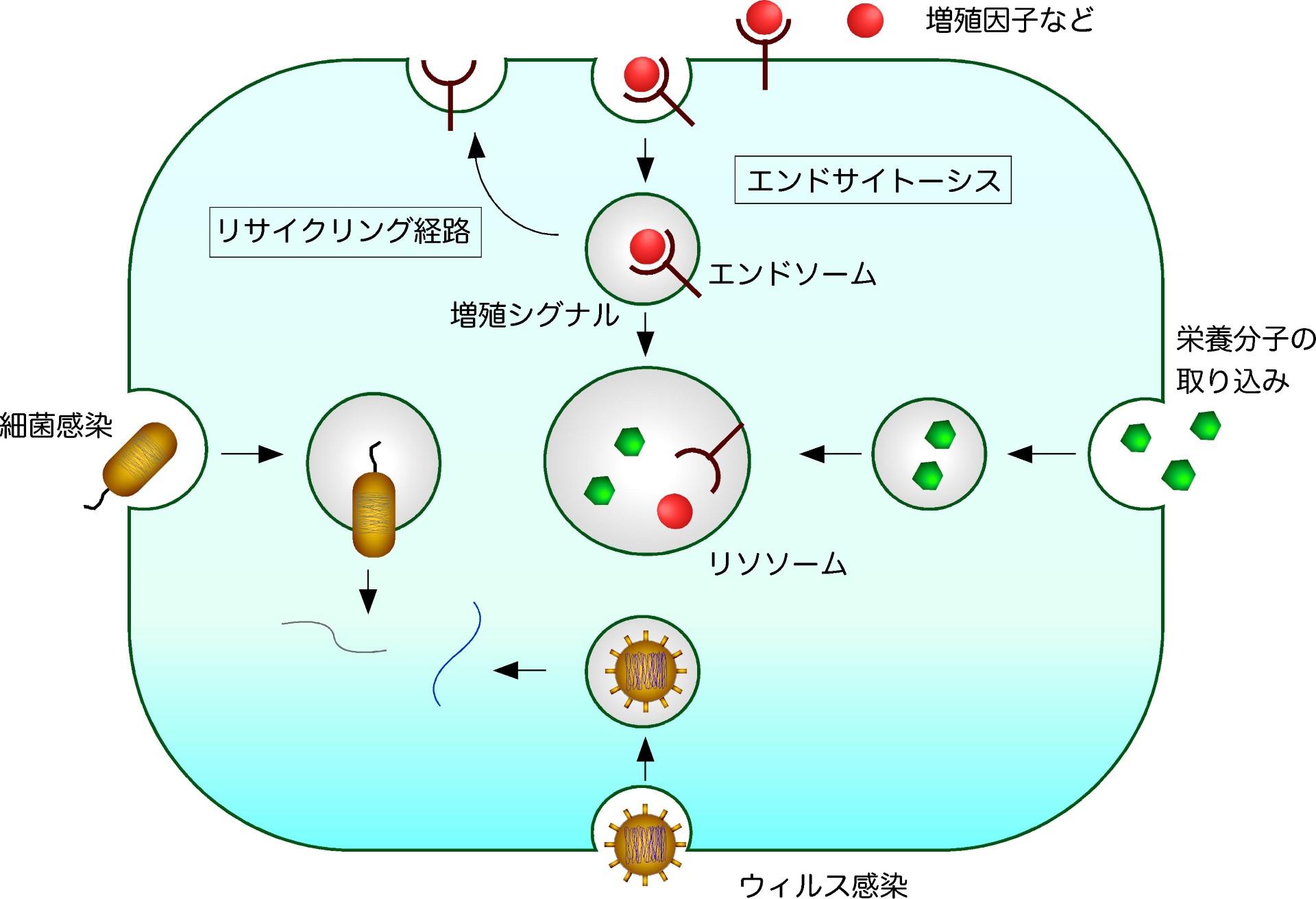 エンドサイトーシスの新しい細胞内輸送経路を発見～トランスゴルジ網の特定領域にエンドサイトーシスの選別区画が存在する～