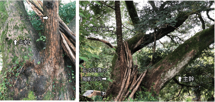 世界遺産高野山麓にある樹齢400年のカヤの樹に接木の痕跡を発見　当時の人々の交流や生活を推察する一端となる研究成果