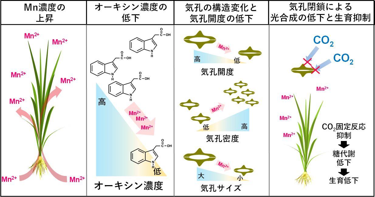 「マンガン過剰で収量低下」のメカニズム解明　イネの生育　オーキシン濃度低下を招き光合成を抑制 -- 摂南大学