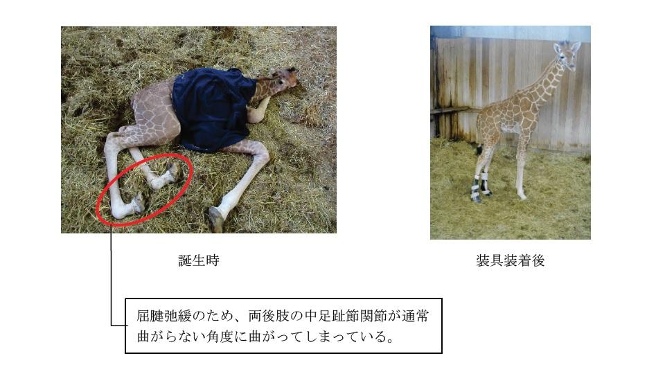 広島市安佐動物公園で起立不能のキリンの子供に装具治療開始 -- 広島国際大学