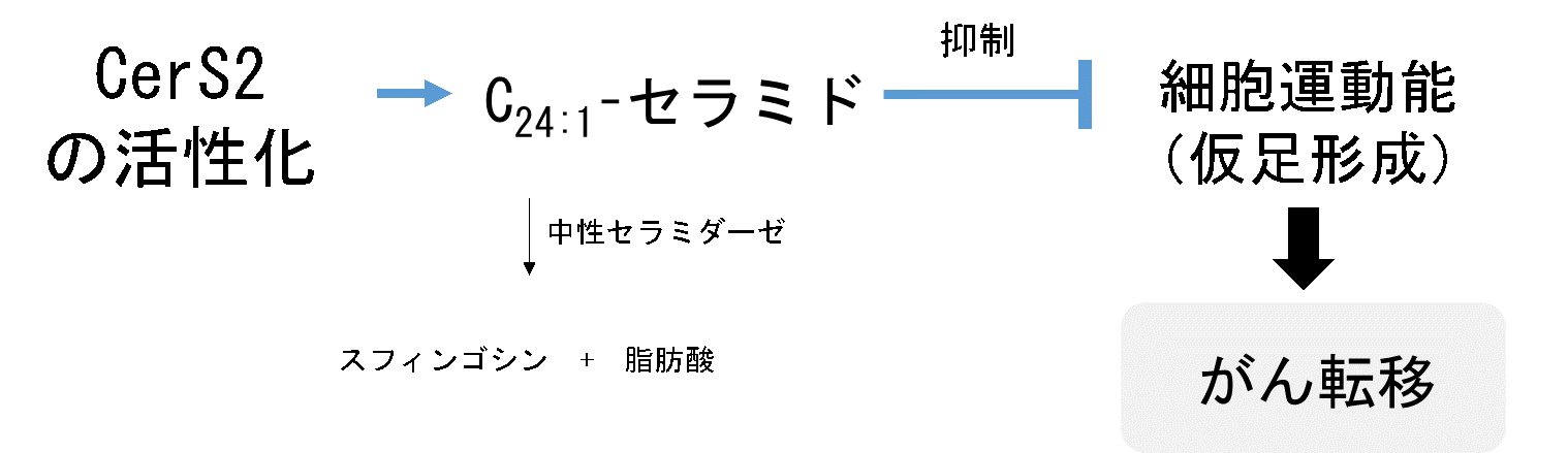 卵巣がん転移を抑える新しいメカニズムの解明 セラミド合成酵素2の活性化で卵巣がん細胞の運動能低下 --  摂南大学薬学部・北谷和之講師ら