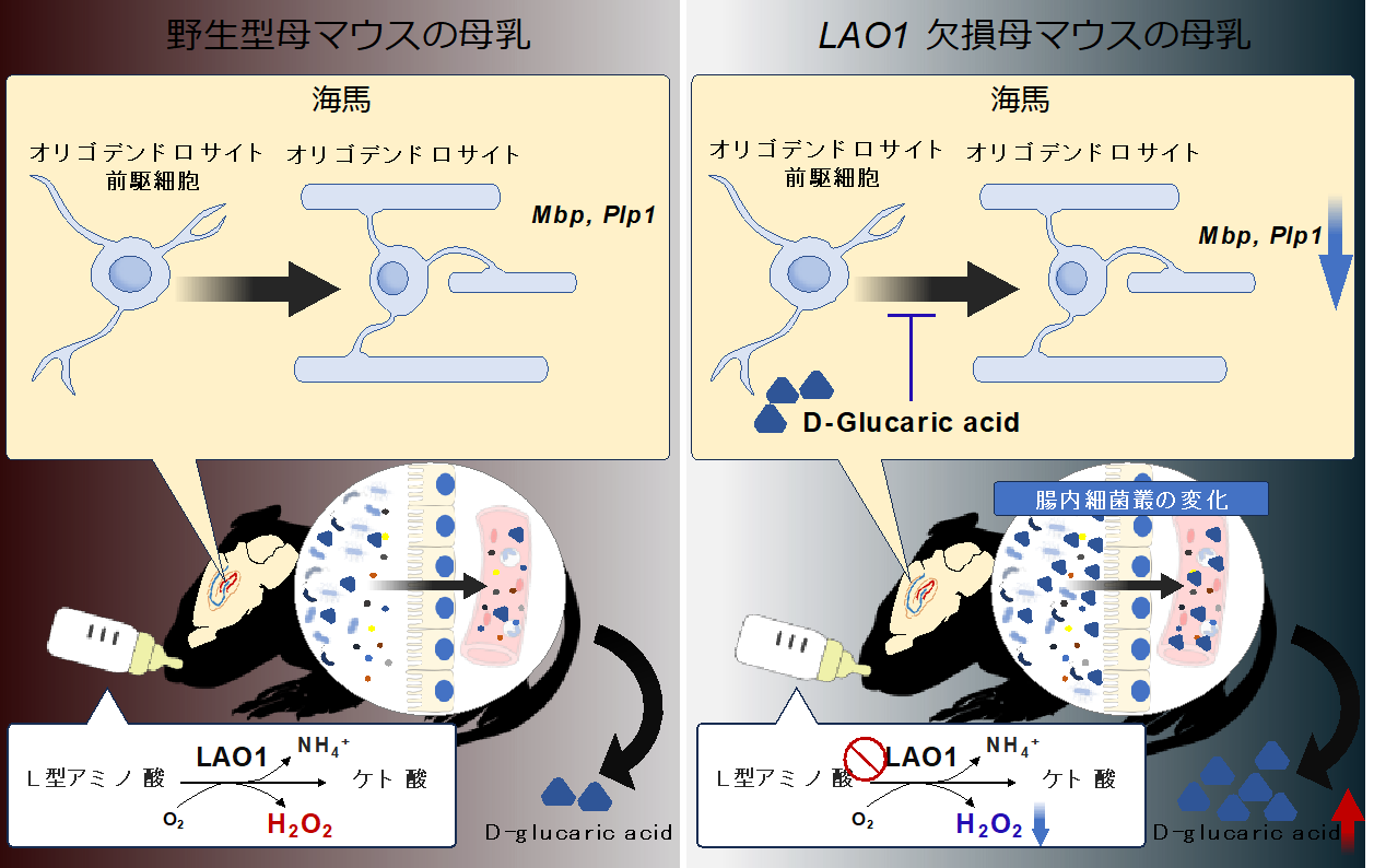 母乳が腸内細菌叢形成を介し脳発達に与える影響を解明　―母乳中の過酸化水素産生酵素が仔の発達に果たす役割―--摂南大学