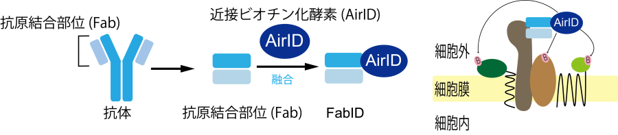 【東京薬科大学】膜タンパク質の細胞外領域相互作用を網羅的に解析できる新技術を開発--革新的な技術で創薬標的の不足を解消し、市販薬改良への手がかりも解析可能に--