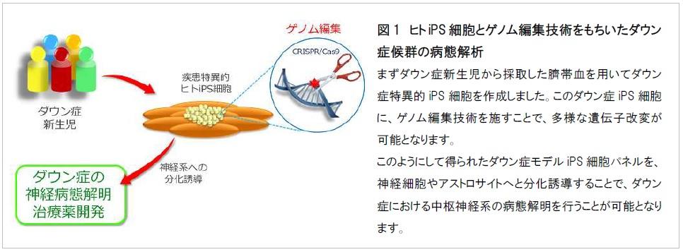 【大阪大学】ダウン症児の脳の正常発達を乱す遺伝子を発見 ～ヒトiPS細胞とゲノム編集技術を駆使し、正確かつ精緻な疾患細胞モデルを樹立～