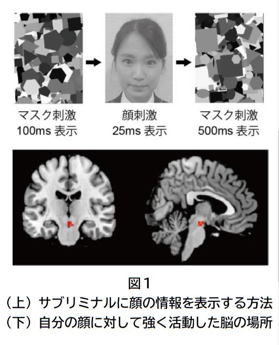 【大阪大学】自分の顔を優先処理する脳の仕組みを発見 -- 潜在意識に入った自分の顔がドーパミン報酬系を駆動