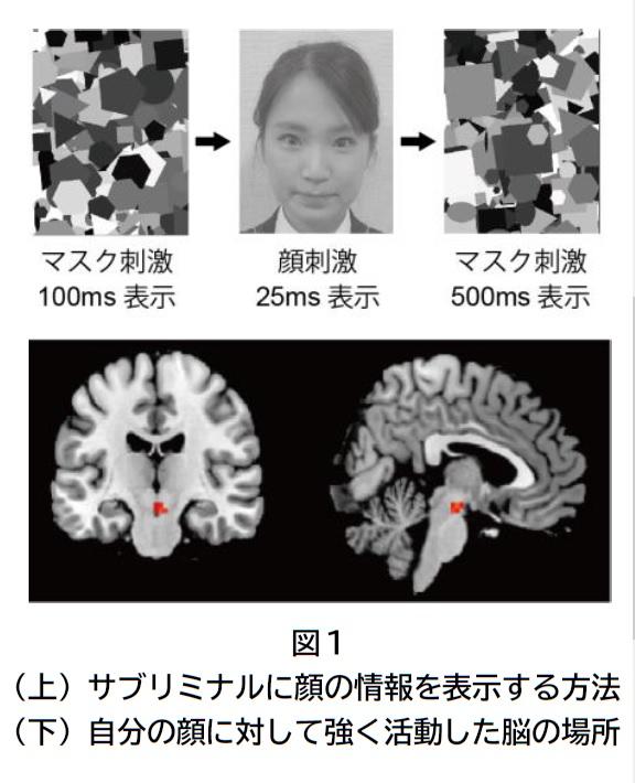 大阪大学 自分の顔を優先処理する脳の仕組みを発見 潜在意識に入った自分の顔がドーパミン報酬系を駆動 大学プレスセンター