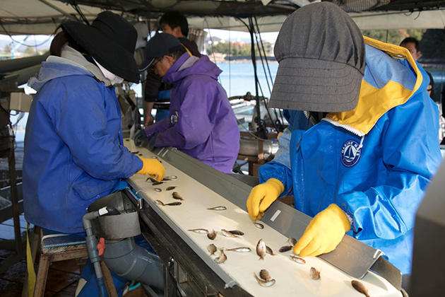 近畿大学水産研究所、養殖稚魚の選別をAIとIoTで効率化