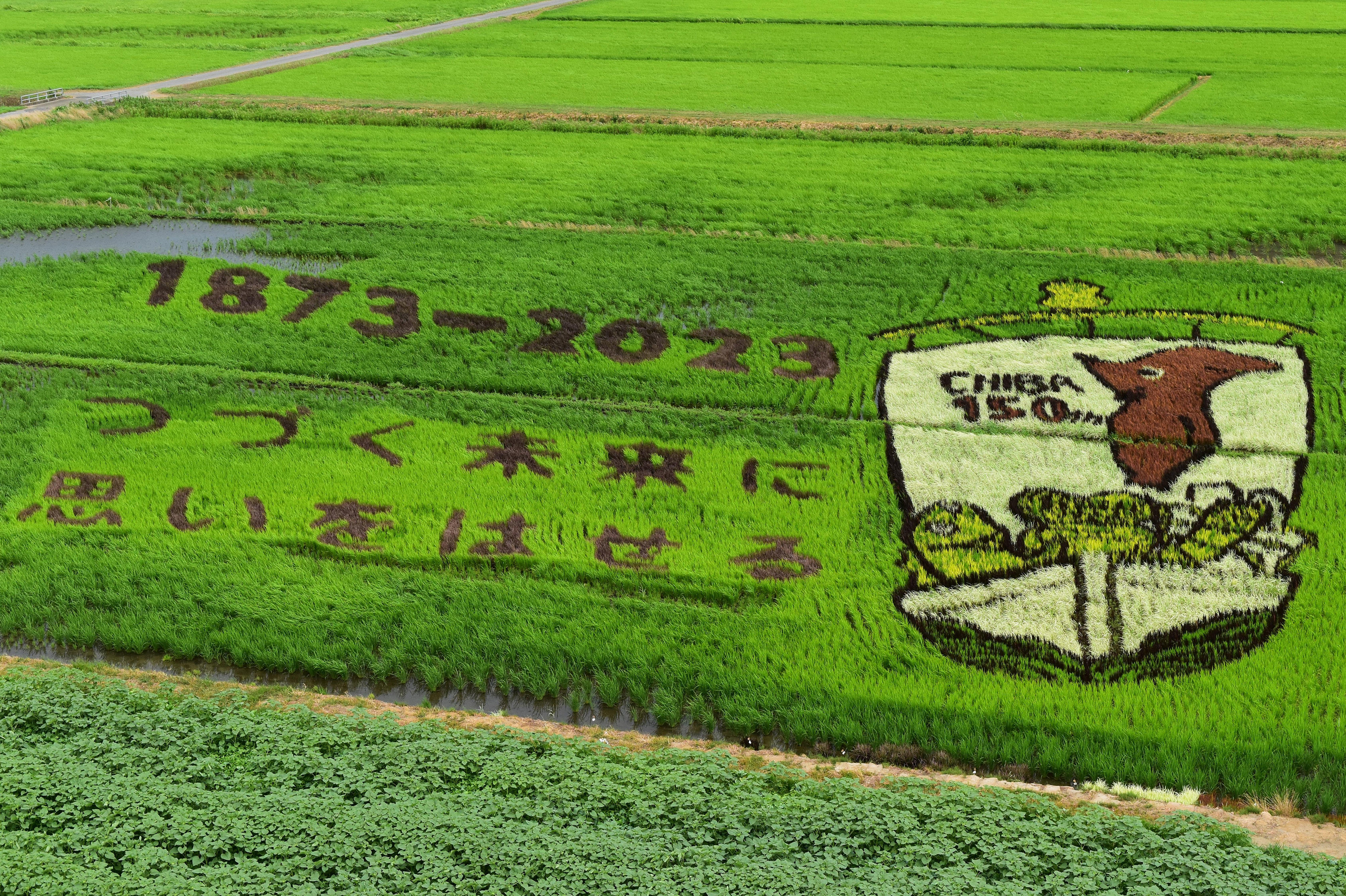 千葉商科大学、「千葉県誕生150周年記念 田んぼアート」収穫米を活用！― 2/19（月）生米から作る蒸しパン作り、2/29（木）福祉施設への寄贈式 ―