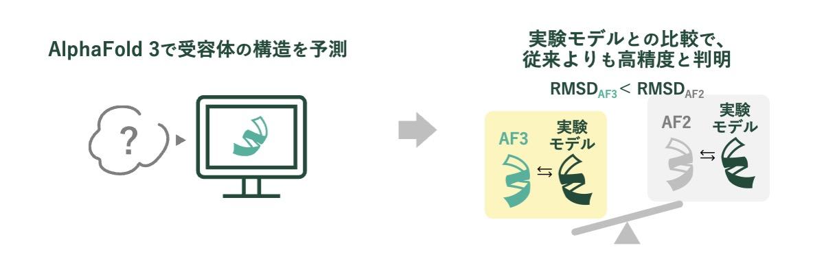 苦味受容体の構造をAIで高精度予測　AlphaFold 3による25種類のヒト受容体の構造解析に成功
