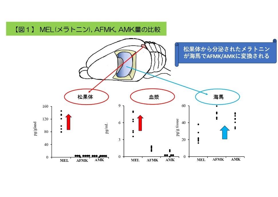 「老齢マウスを使って加齢にともなう記憶力低下の原因を解明」－メラトニンの脳内代謝産物AMKに記憶力低下の改善薬として期待－