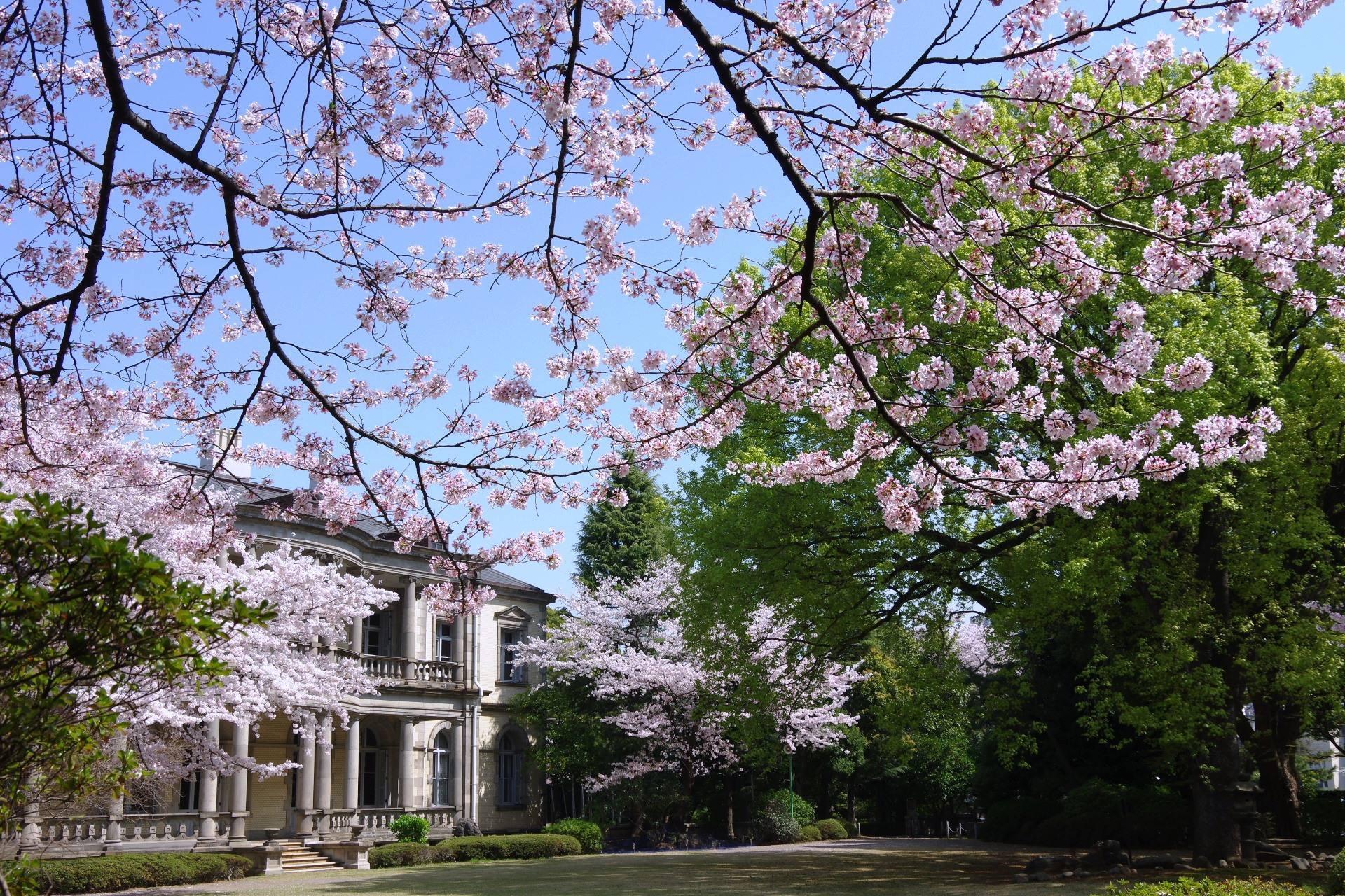 清泉女子大学が公式SNS「清泉桜だよりシリーズ」で桜の開花状況を公開