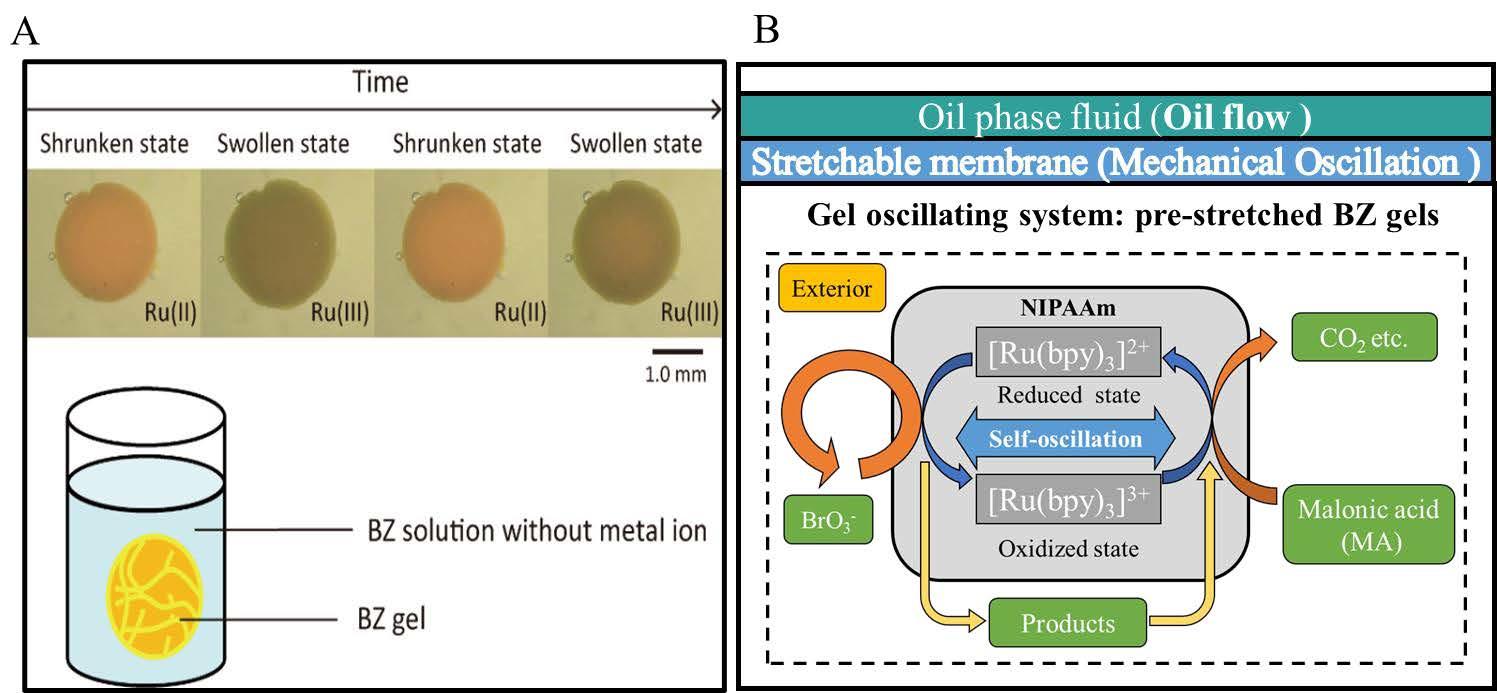 芝浦工業大学　化学エネルギーのみで駆動するゲルポンプの機能を実証～医療デバイスやソフトロボット分野での応用期待～