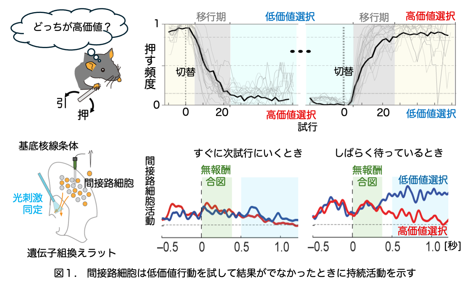 【玉川大学脳科学研究所 研究成果】大脳基底核回路の新たな機能を発見！ ―望ましいはずの行動で結果が出ないときに代替案の模索を継続する―