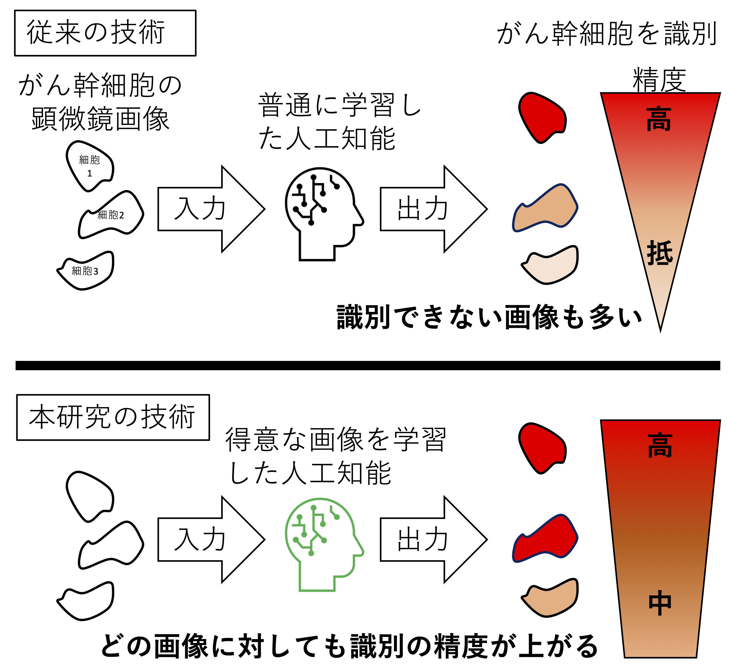 AIを用いたがん幹細胞の識別精度を向上させる技術を開発〜新しいがん診断法などへの応用に期待〜 東京工科大学