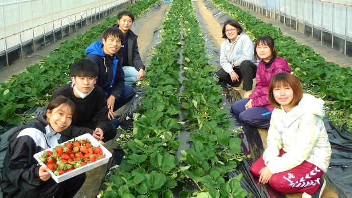 近畿大学が産官学連携でイチゴを栽培　「なら近大農法」で栽培した近大ICTイチゴを初収穫