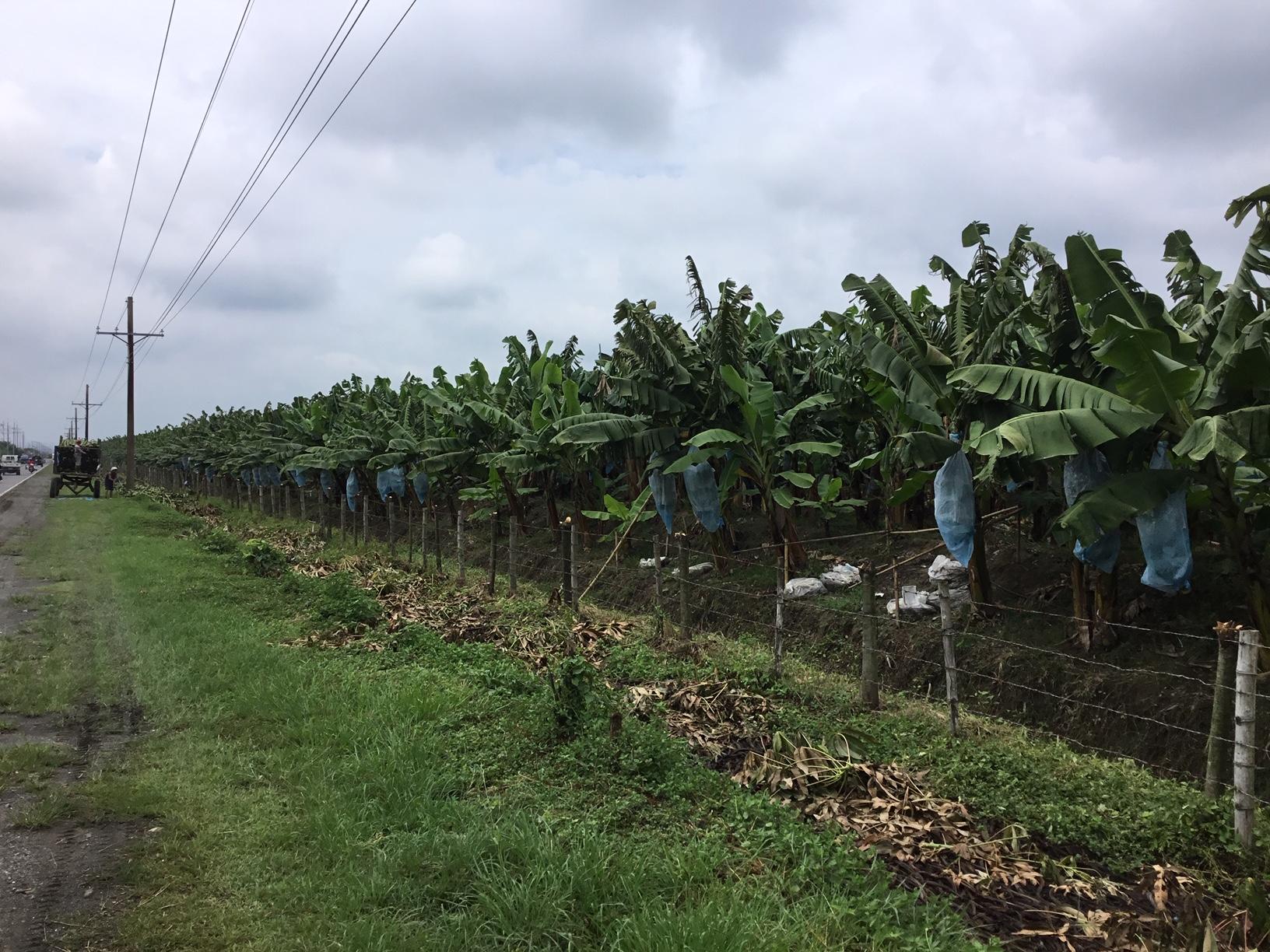 研究代表機関：玉川大学農学部　「開発途上国の作物を病害から救い、世界を豊かに」　バナナ・カカオの難防除病害管理技術の創出を目指した国際共同研究がスタートします -- 地球規模課題対応国際科学技術協力プログラム（SATREPS）に採択 --