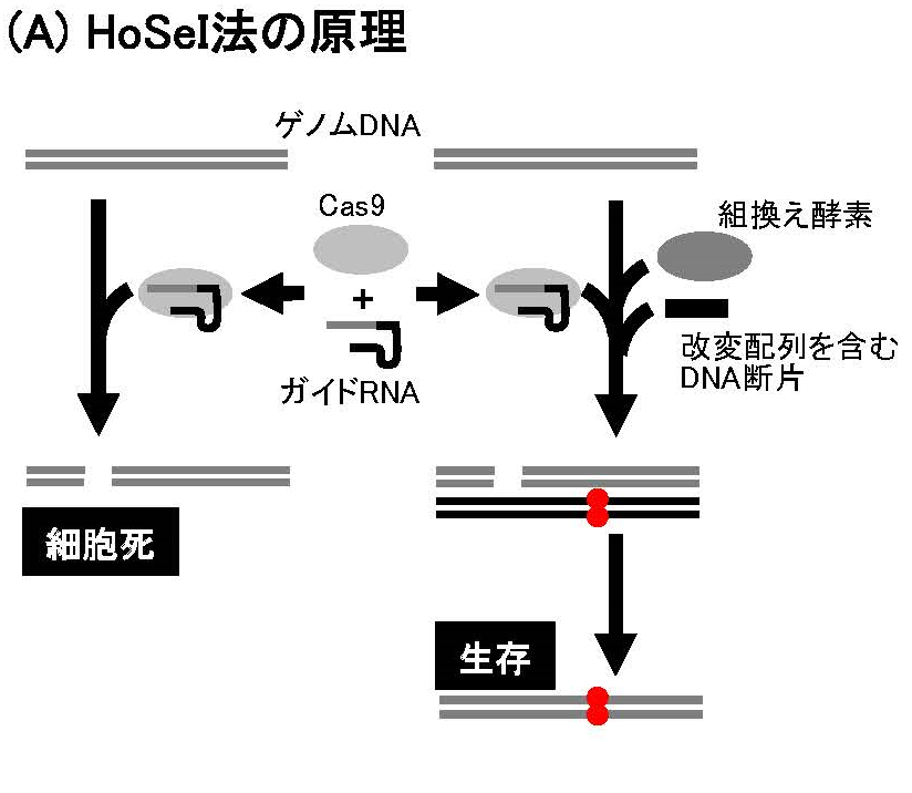 新しいゲノム編集技術HoSeI法を開発 ‐‐ HoSeI法により細菌適応増殖は複数遺伝子が相互作用するエピスタシス現象であることを実証 -- 法政大学