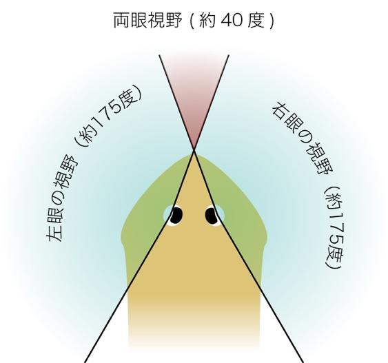 プラナリアが光から逃げるしくみを解明 -- 学習院大学